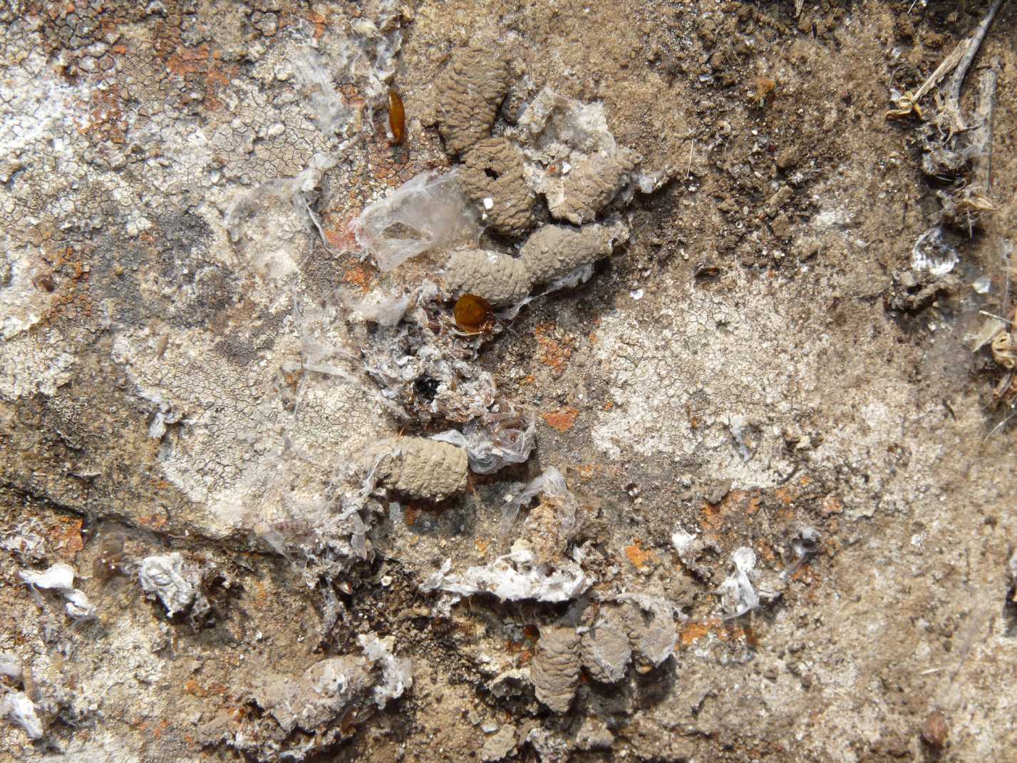 Piccole cellette di fango (Pompilidae)
